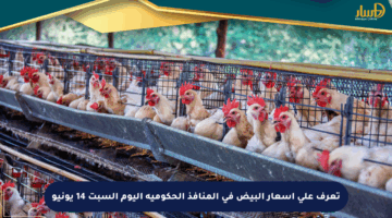 تعرف على أسعار البيض في المنافذ الحكومية اليوم السبت 14 يونيو